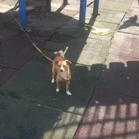 نژاد شیتزو مهربون