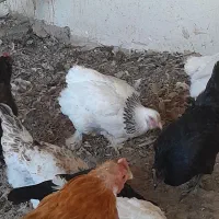 مرغ و خروس برهما و فریح محلی|حیوانات مزرعه|شبستر, |دیوار