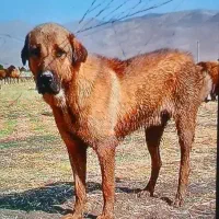 سگ گمشده