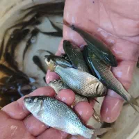 ماهی . بالخ .fish