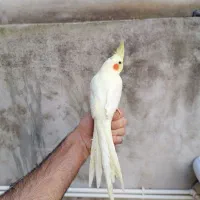 عروس هلندی|پرنده|بهشهر, |دیوار