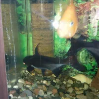 ماهی پنکوسی اسکار سیچیلاید دالر پرت پنکوسی کلمبیای|ماهی|قرچک, مهدیه|دیوار