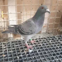 پرنده کبوتر  پلاکی و زاغ شهرستانی|پرنده|اهواز, فولادشهر|دیوار