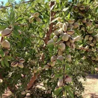 نهالستان فروش عمده و خرده انواع نهال