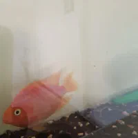 7عدد گوشتخار درشت با تمام لوازم مفت مفت|ماهی|مشهد, بهمن|دیوار