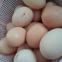 تخم مرغ نطفه دار