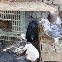 کبوتر زاجر وکاشانی