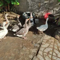 غاز گوشتی و تخم گذار دره‌شهر