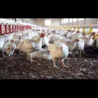 کود مرغ گوشتی