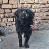 سگ پا کوتاه