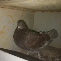 کبوتر زیبا|پرنده|ازنا, |دیوار