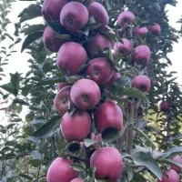 نهالستان مهندس قاسمی گردو و میوه های دیرگل|خدمات باغبانی و درختکاری|خشکبیجار, |دیوار