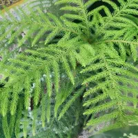 گل های زینتی و آپارتمانی|گل و گیاه طبیعی|لردگان, |دیوار