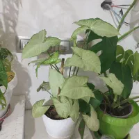 گل طبیعی ایوان|گل و گیاه طبیعی|ایوان, |دیوار