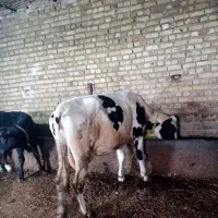 گاوشیری|حیوانات مزرعه|مهربان, |دیوار