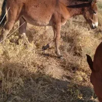 قاطر نر ۵ماهه