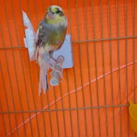 قناری ماده و جوجه قناری