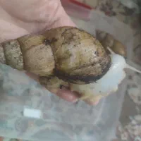 فروش حلزون به خاطر مسافرت