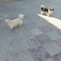 پاپی نر و ماده