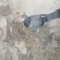 کفتر فروش فوری|پرنده|مشهد, امیرآباد|دیوار