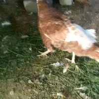 بوقلمون خومالی