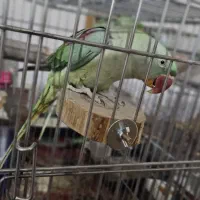 شاه طوطی ماده فروشی