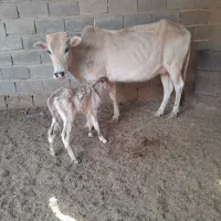 گاو بل گوساله ماده|حیوانات مزرعه|شادگان, |دیوار