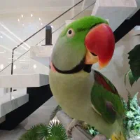 شاه طوطی سخنگو فول اهلی
