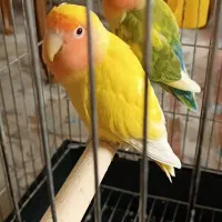 طوطی برزیلی