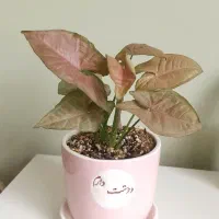 کادویی|گل و گیاه طبیعی|کرج, برغان|دیوار