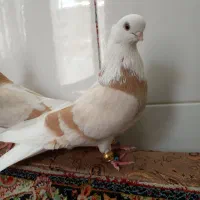 کبوتر شازده زرد نوک ریز عتیقه