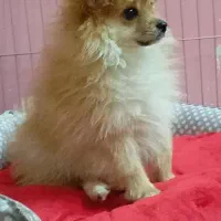 سگ پامر خرسی