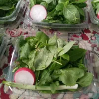 بسته بندی سبزی خوردن وریحان تازه ی تازه