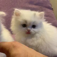 بچه گربه های اصیل و اشرافی|گربه|اصفهان, بابوکان جنوبی|دیوار