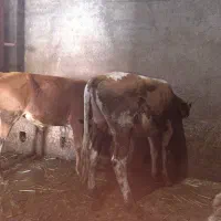 گوساله نر