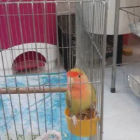 طوطی کوتله برزیلی