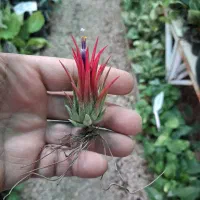 گیاهان هوازی آیونانتا خزه اسپانیایی لیندا