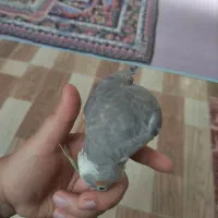 عروس هلندی ماده سخنگو|پرنده|شوش, |دیوار