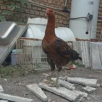 مرغ لاری|حیوانات مزرعه|خان ببین, |دیوار