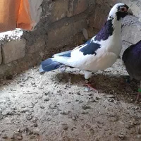 کفتر یا کبوتر|پرنده|تایباد, |دیوار