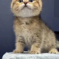 بچه گربه های بریتیش دارای بازدید حضوری|گربه|شیراز, سینما سعدی|دیوار