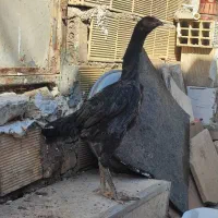 نیمچه اشامو