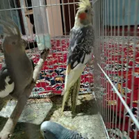 عروس هلندی سیامون طاوسی وابلغ