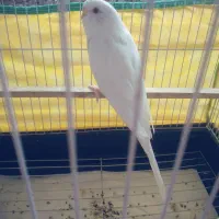 مرغ عشق آلبینوچشم قرمز معاوضه با عروس لوتینو