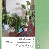 گل‌های طبیعی خونگی|گل و گیاه طبیعی|فولادشهر, فولادشهر|دیوار