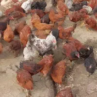 مرغ گلپایگان اصلاح شده تخم گذار درجه یک