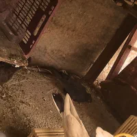 کبوتر|پرنده|سرپل ذهاب, |دیوار