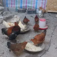 مرغ|حیوانات مزرعه|باسمنج, |دیوار