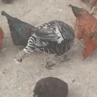 غاز|حیوانات مزرعه|ملایر, |دیوار