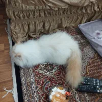 گربه پرشین ماده|گربه|اردبیل, |دیوار